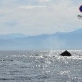Avistamiento de ballenas, una forma de aprender y ayudar en su estudio para conservación